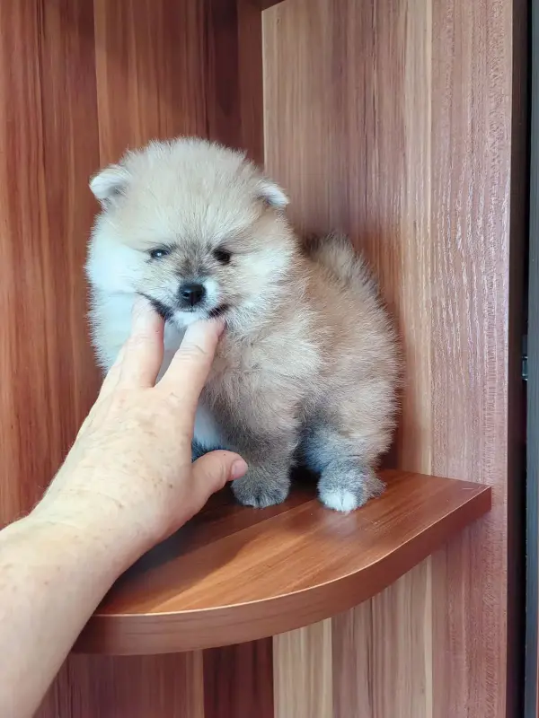 Мальчик померанского шпица