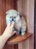 Мальчик померанского шпица