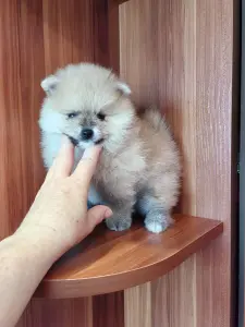 Мальчик померанского шпица