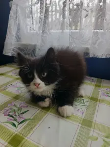 Котята в дар