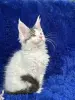 Мейн-Кун чистокровные котята