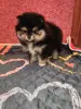 Померанский шпиц девочка.