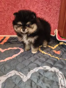 Померанский шпиц девочка.