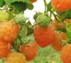 Клубника Финская розовая, Фейерверк,  Чёрный принц