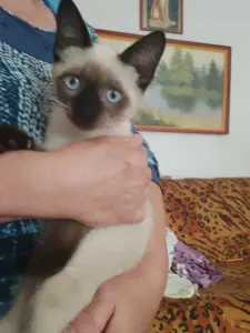 Котята сиамцы