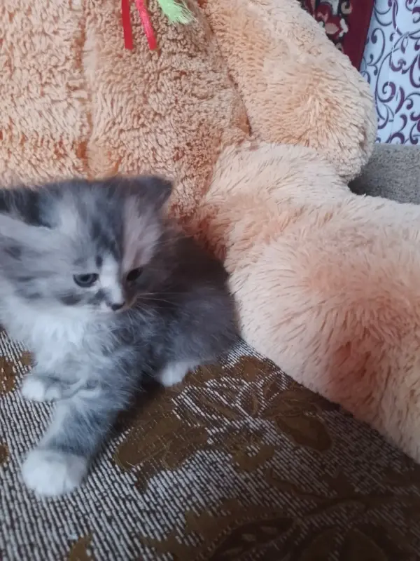 британские котята