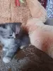 британские котята