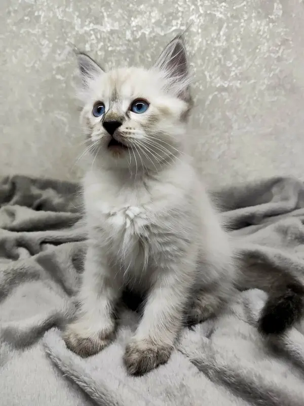 Котята породы Невская Маскарадная