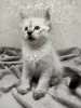 Котята породы Невская Маскарадная