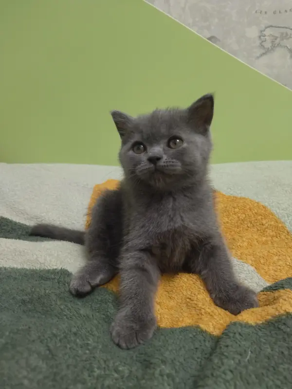 Котёнок шотландский