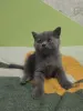Котёнок шотландский