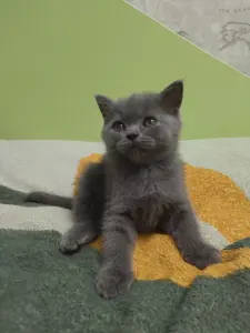 Котёнок шотландский