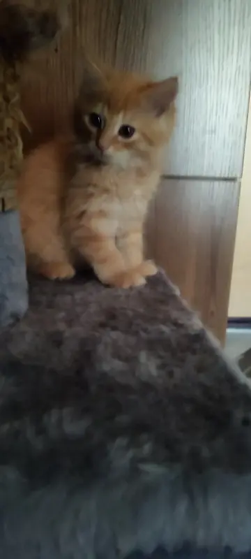 Котенок бесплатноБрест