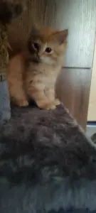 Котенок бесплатноБрест