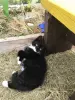 Котята в дар