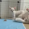 Мальчики чихуахуа