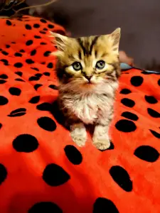 Котята