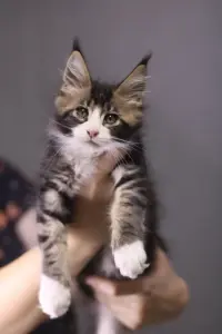 Котята Мейн-кун в продаже! Два чудесных мальчика!
