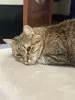 Срочно кошка в дар
