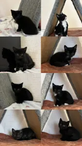 Котята