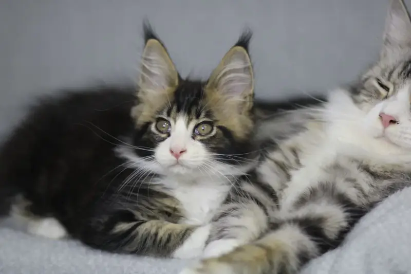 Котята Мейн-кун в продаже! Два чудесных мальчика!