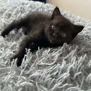 Котята в добрые руки БЕСПЛАТНО