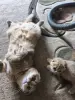 Шотландский котенок