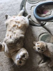 Шотландский котенок