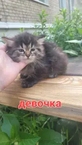 Котята в дар