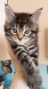 котята мейн кун
