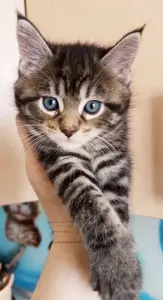 котята мейн кун