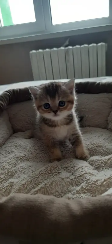 Шотландские котята