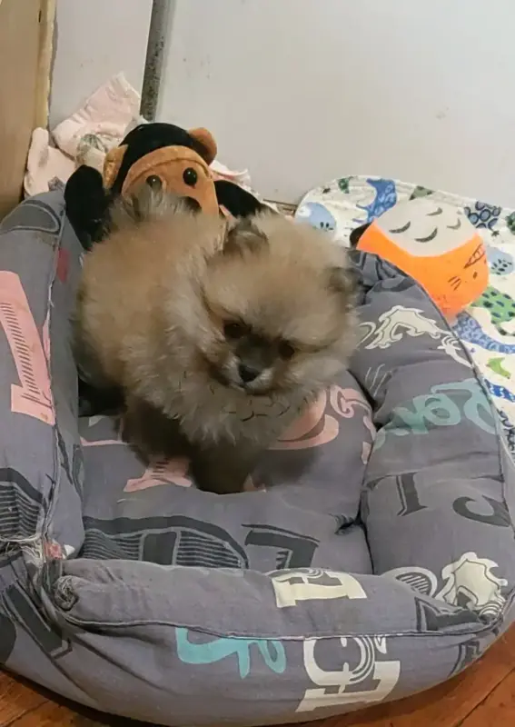 Щенок шпица.