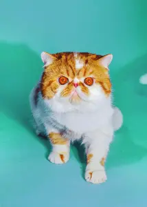 Породистый кот даром из питомника