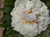 Букет