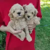 Той Пуделя щенки с родословной