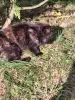 Котята в дар