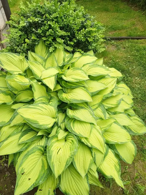 Цветы, кустарники, хвойники