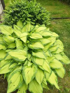 Цветы, кустарники, хвойники