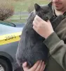 Британские котята