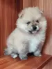 Мальчик померанского шпица