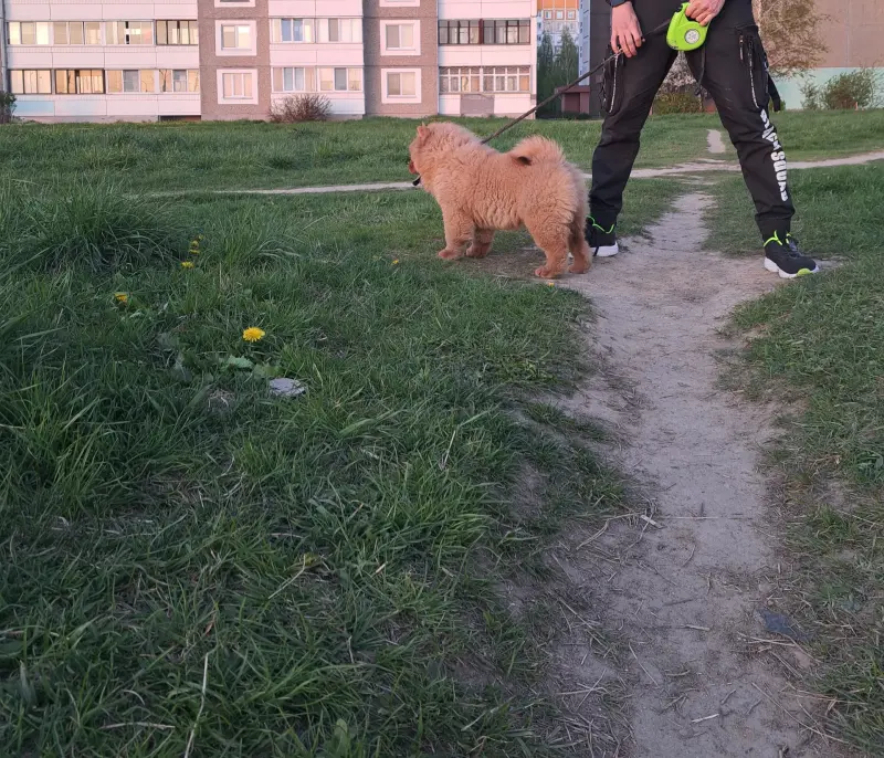 Чау-чау