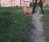 Чау-чау