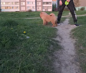 Чау-чау