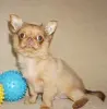 Милейший чихуахуа ребенок