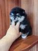 Девочка померанского шпица