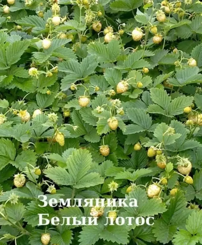 Земляника белая , жёлтая , красная. Ремонтантные.