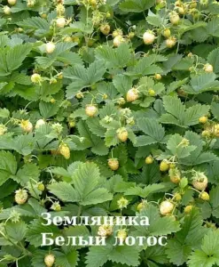 Земляника белая , жёлтая , красная. Ремонтантные.