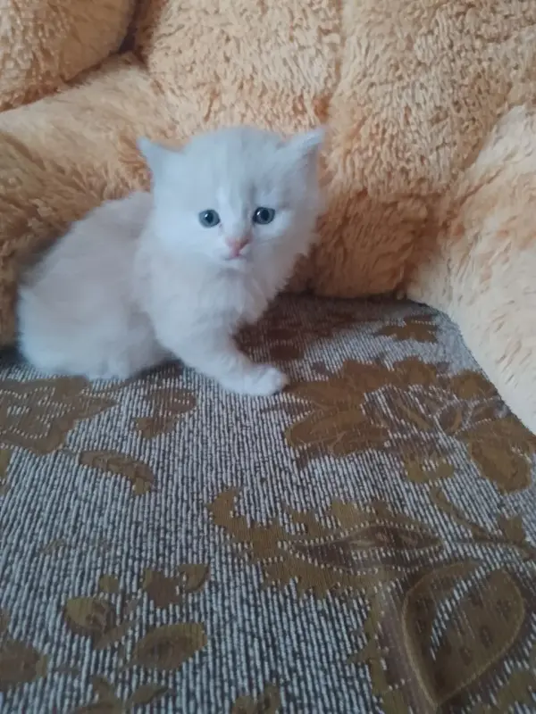 британские котята