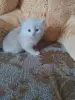 британские котята